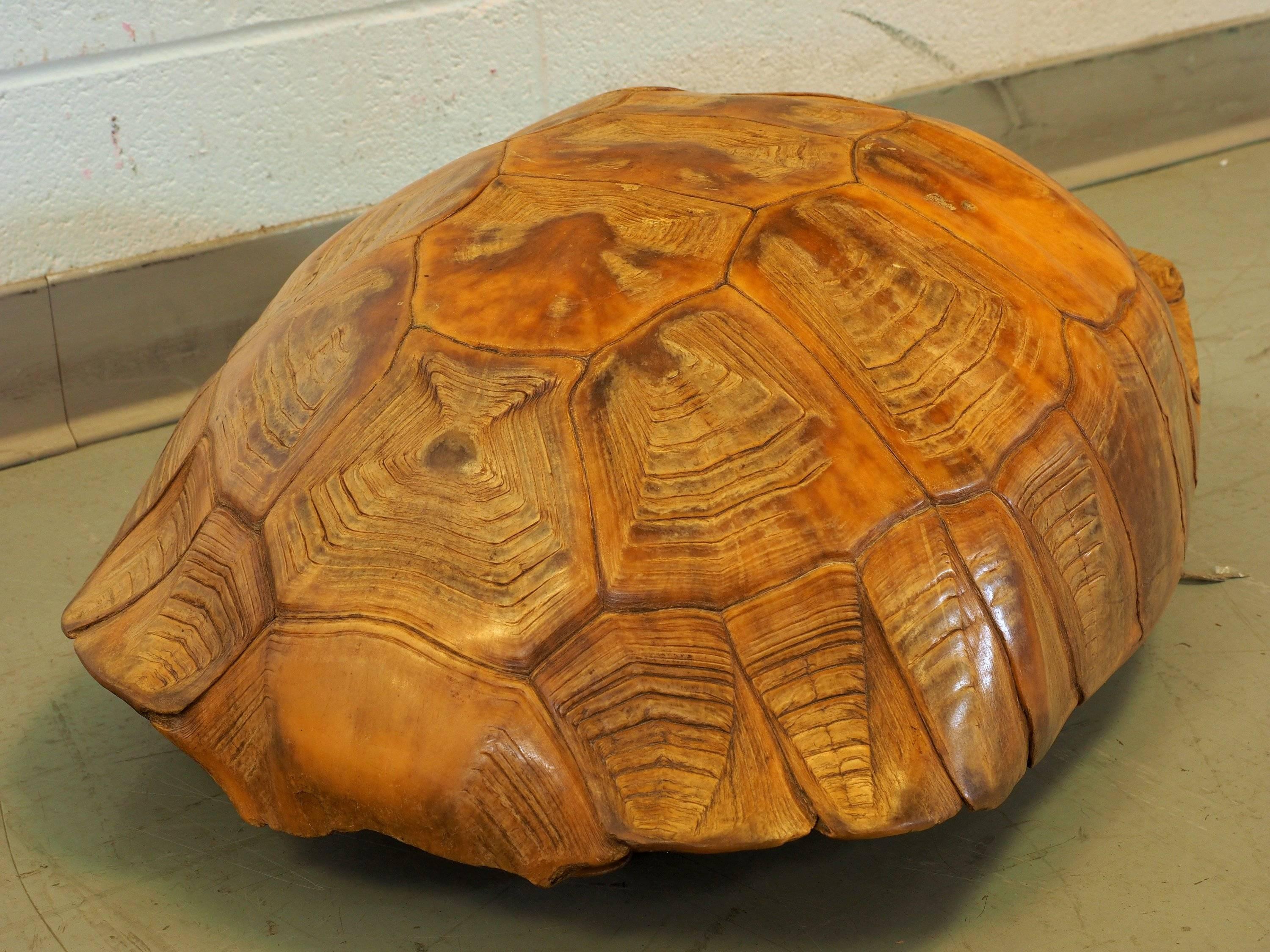 Primitive Large Natural Specimen Tortoise Shell
