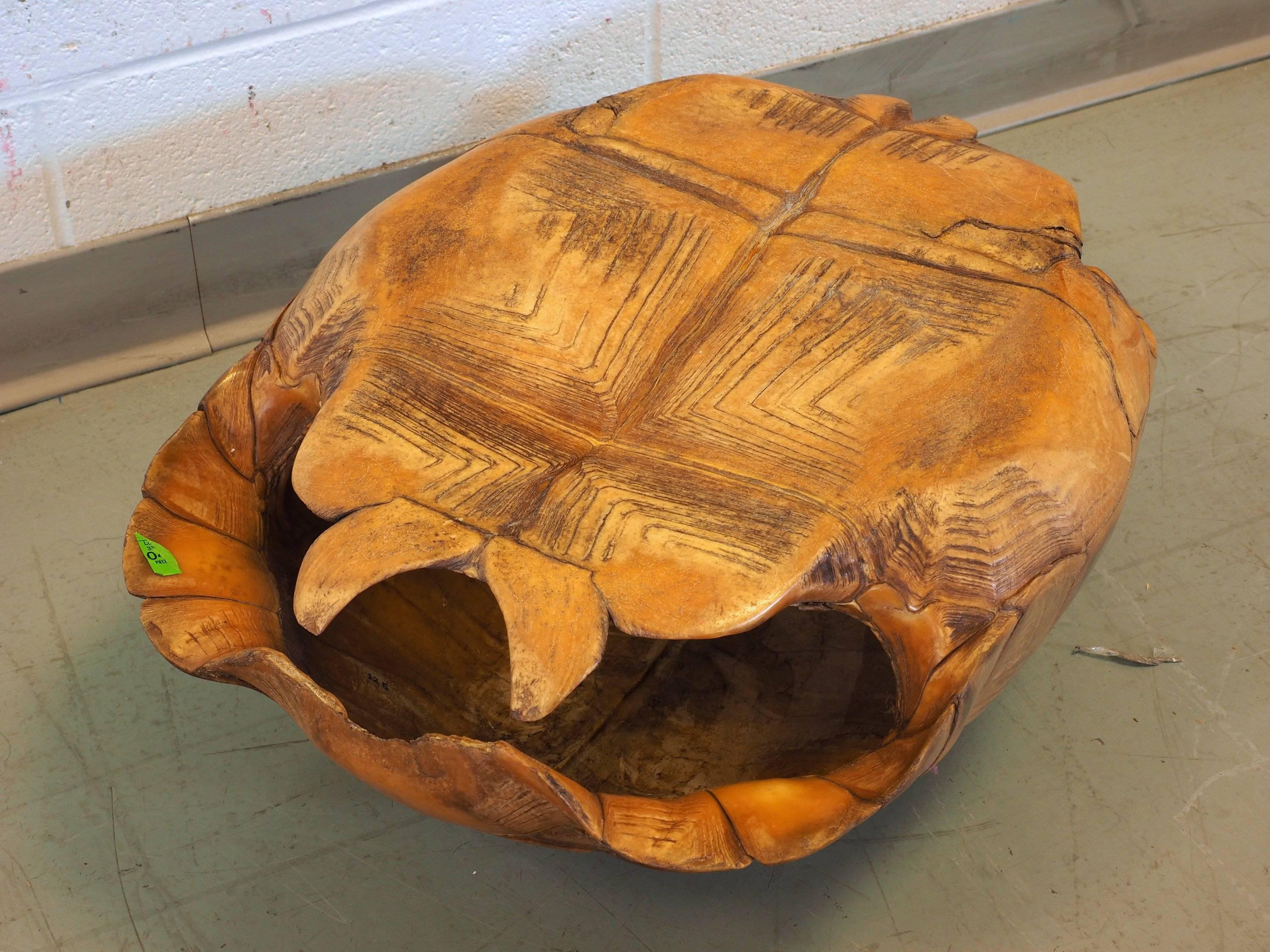 Unknown Large Natural Specimen Tortoise Shell