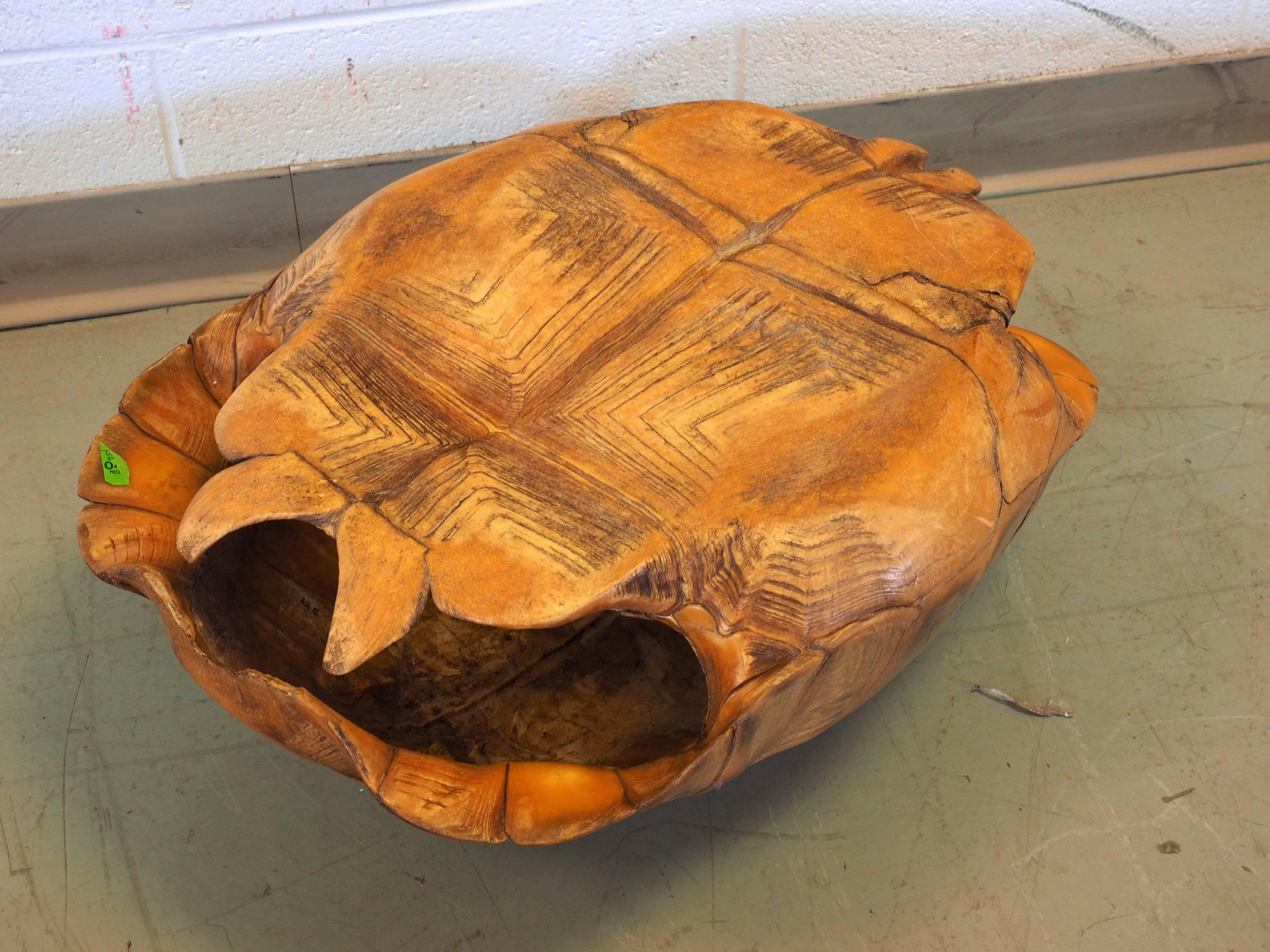 Large Natural Specimen Tortoise Shell In Excellent Condition In Bridgeport, CT