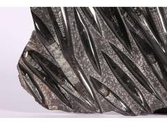 Large Polished Orthoceras Fossil Plate