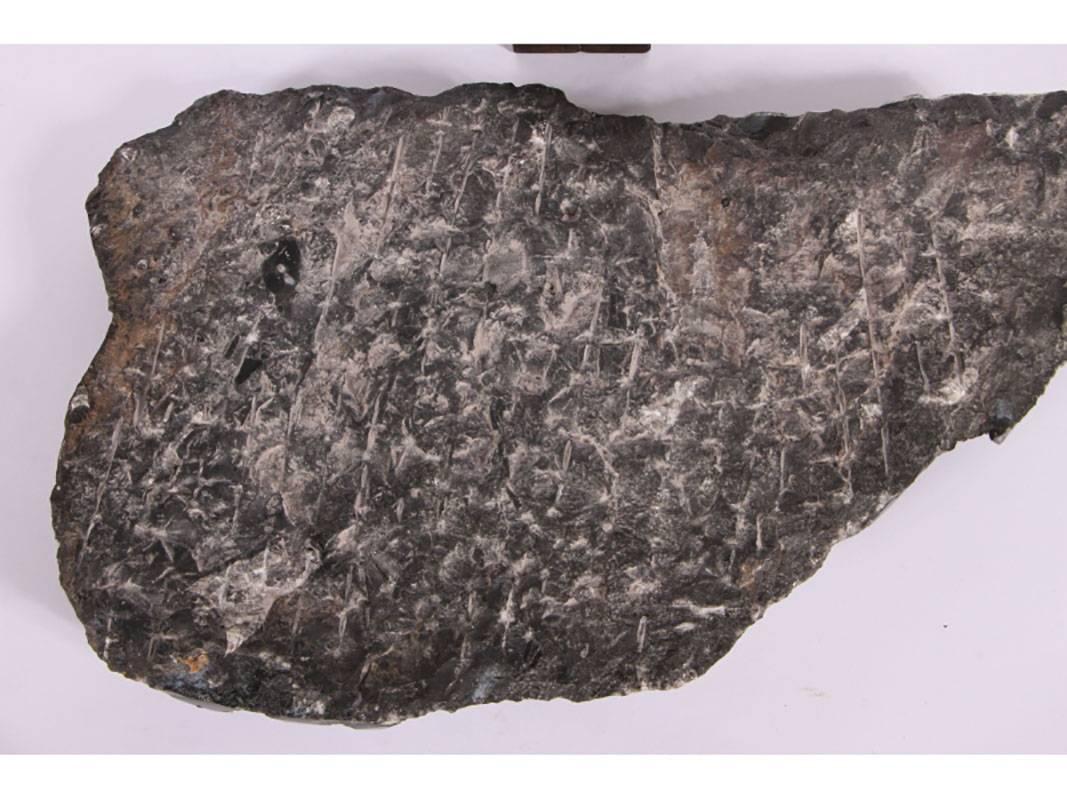 large orthoceras fossil