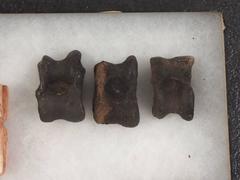 Museum Style Artifact Cased Collection