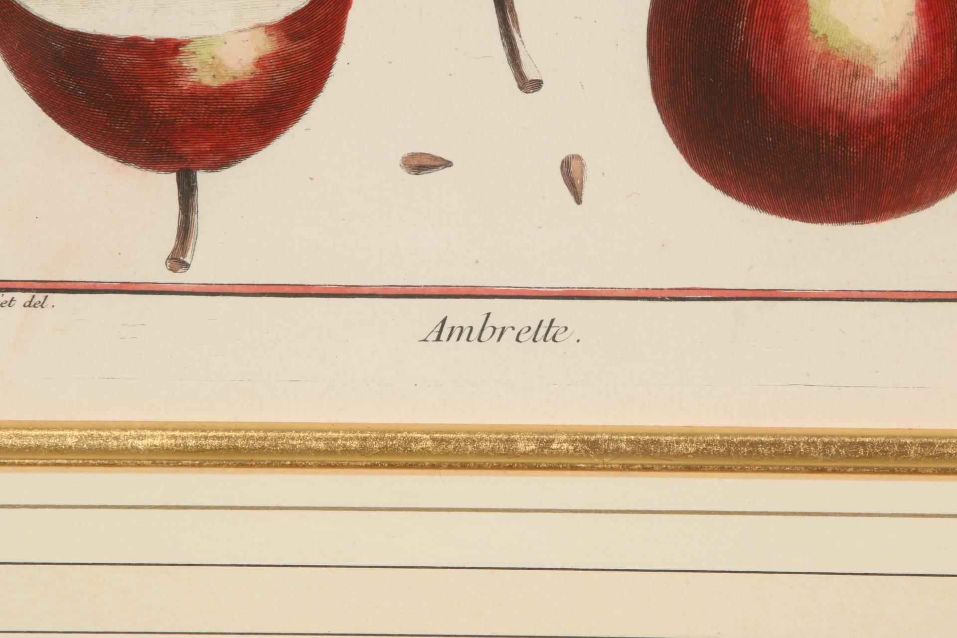 Pair of exquisite French fruit engravings from the 'Traite des Arbres Fruitiers' by M. DuHamel des Monceau of the Academie Royale des Sciences, Paris. Hand colored in watercolor. Presented in burl wood and gilt rope frame, well matted, gilt