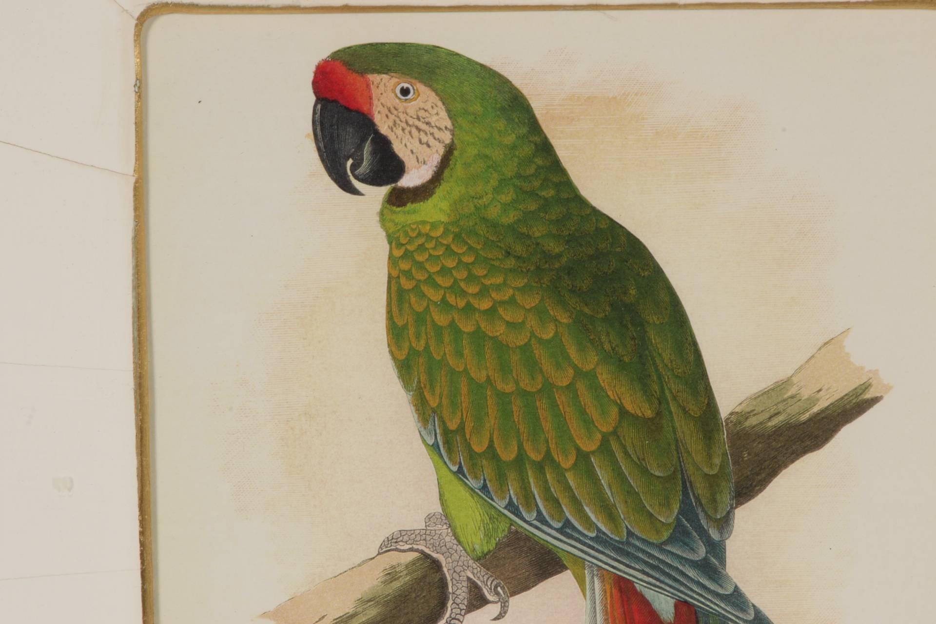 Set of Four Framed Prints of Parrots In Good Condition In Bridgeport, CT