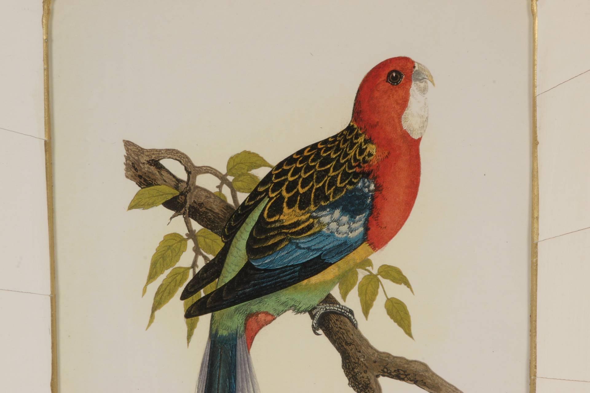 Set of Four Framed Prints of Parrots 4