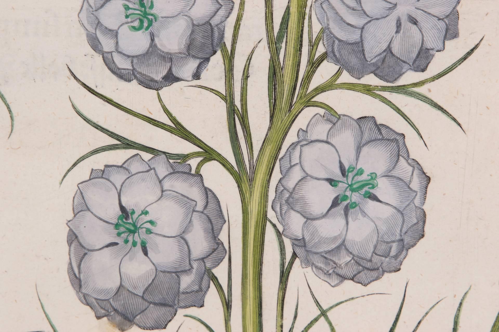 Pair of Early 17th Century Hand-Colored Folio Botanicals by Basil Besler 3