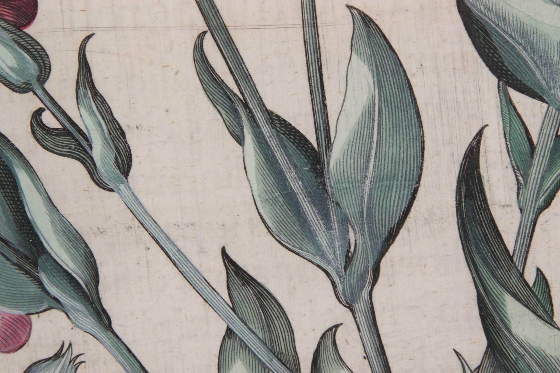 Pair of Early 17th Century Hand-Colored Folio Botanicals by Basil Besler 1
