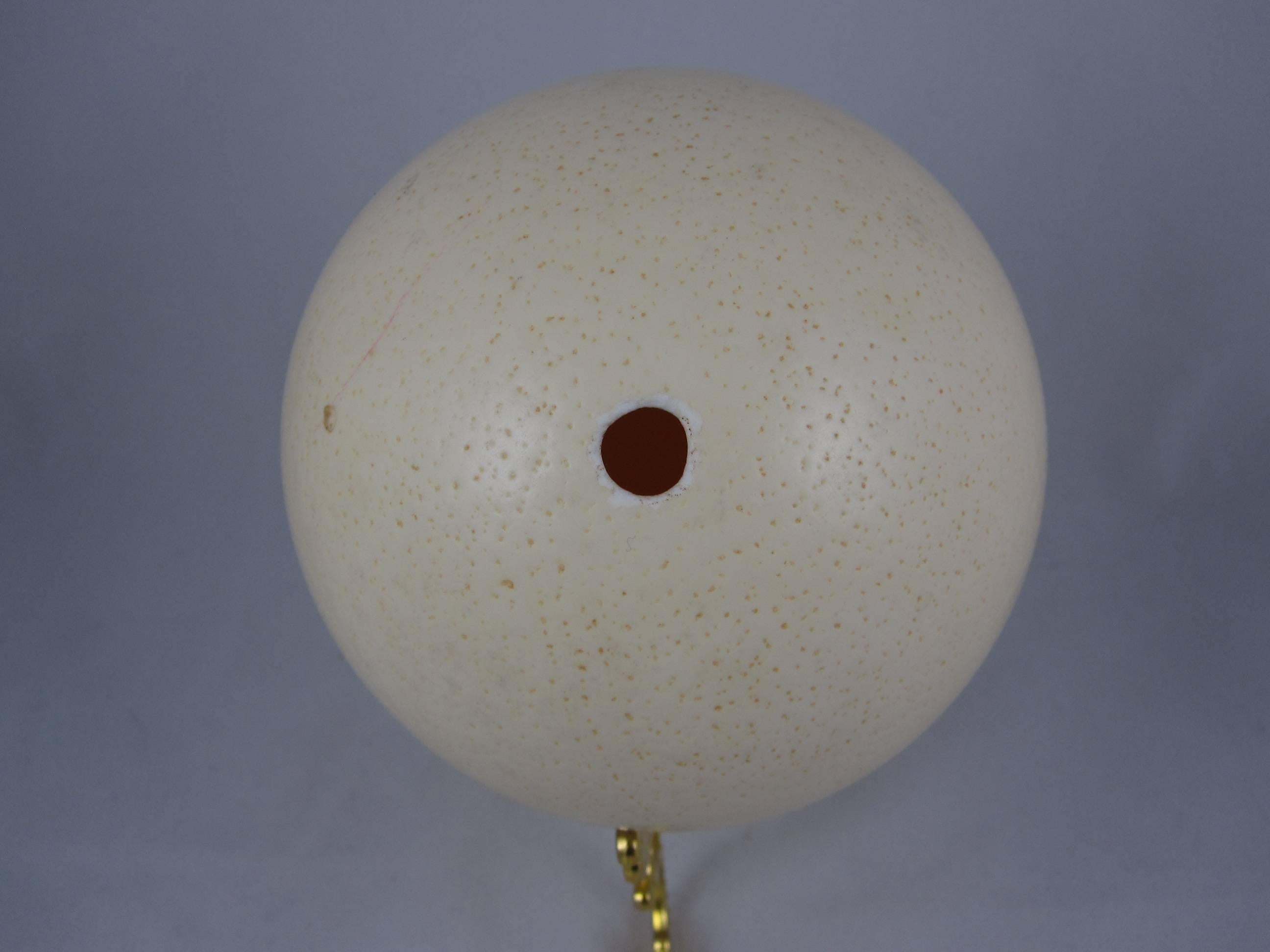 Large Cabinet of Curiosity Ostrich Egg on a Gold Stand In Excellent Condition In Philadelphia, PA