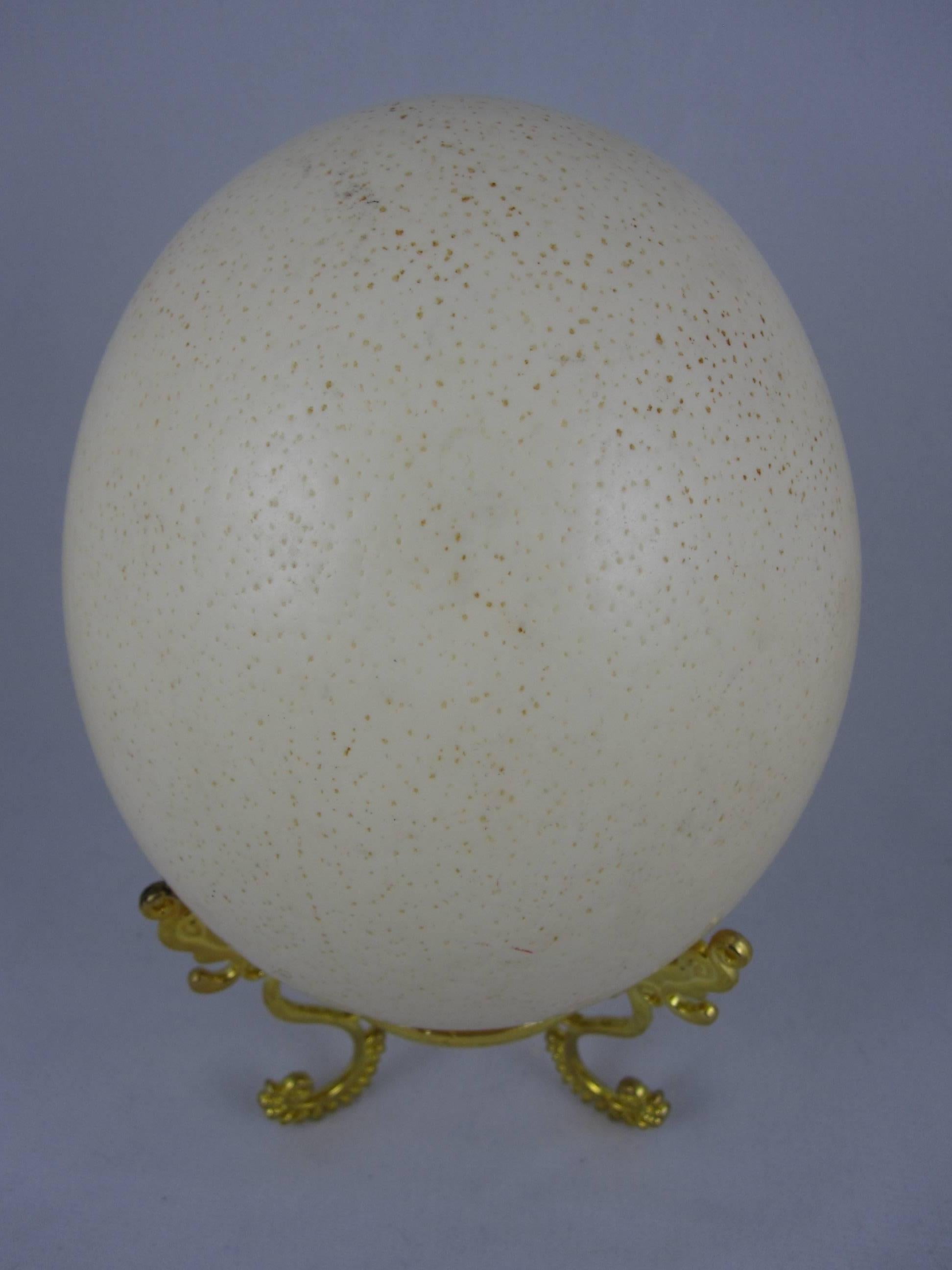 A large and heavy vintage ostrich egg with an ornate gold-tone stand. A great accessory for any desk, book case or cabinet of curiosity. No 19th century library or specimen room was complete without an ostrich egg!

A natural pebble textured
