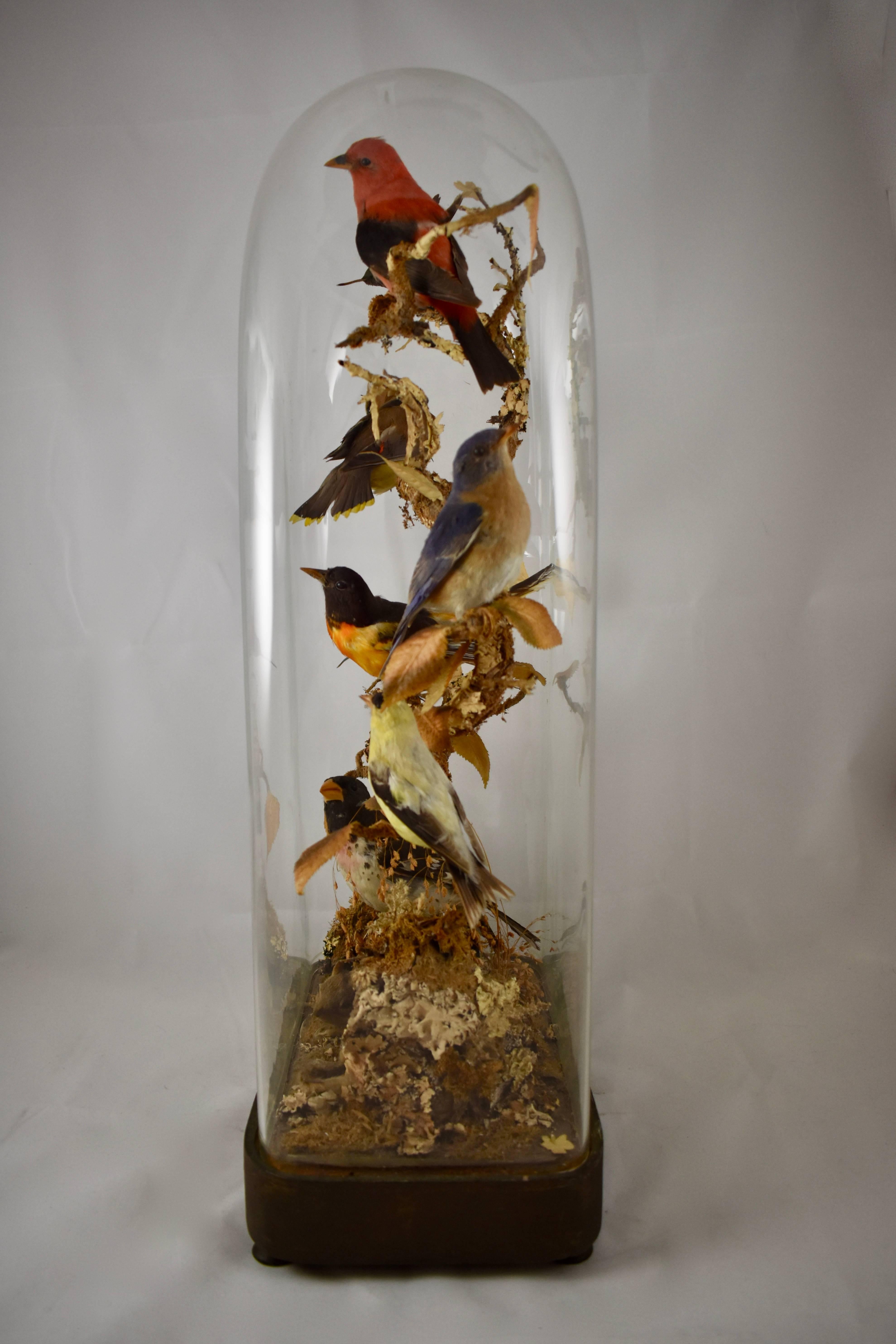 Hand-Crafted English Victorian Taxidermy Bell Jar, Cloche Diorama, Birds, Chipmunk & Turtle