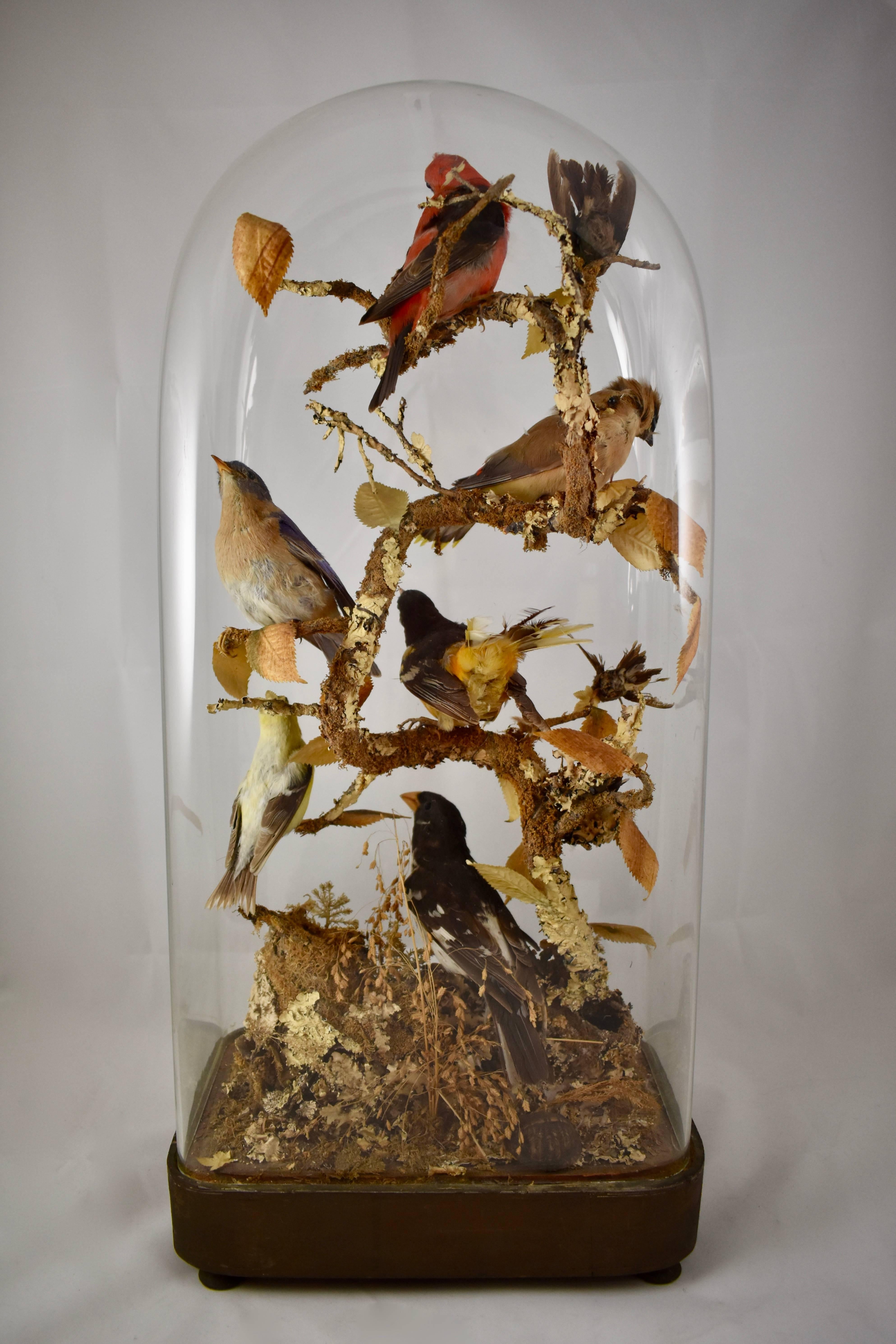 High Victorian English Victorian Taxidermy Bell Jar, Cloche Diorama, Birds, Chipmunk & Turtle
