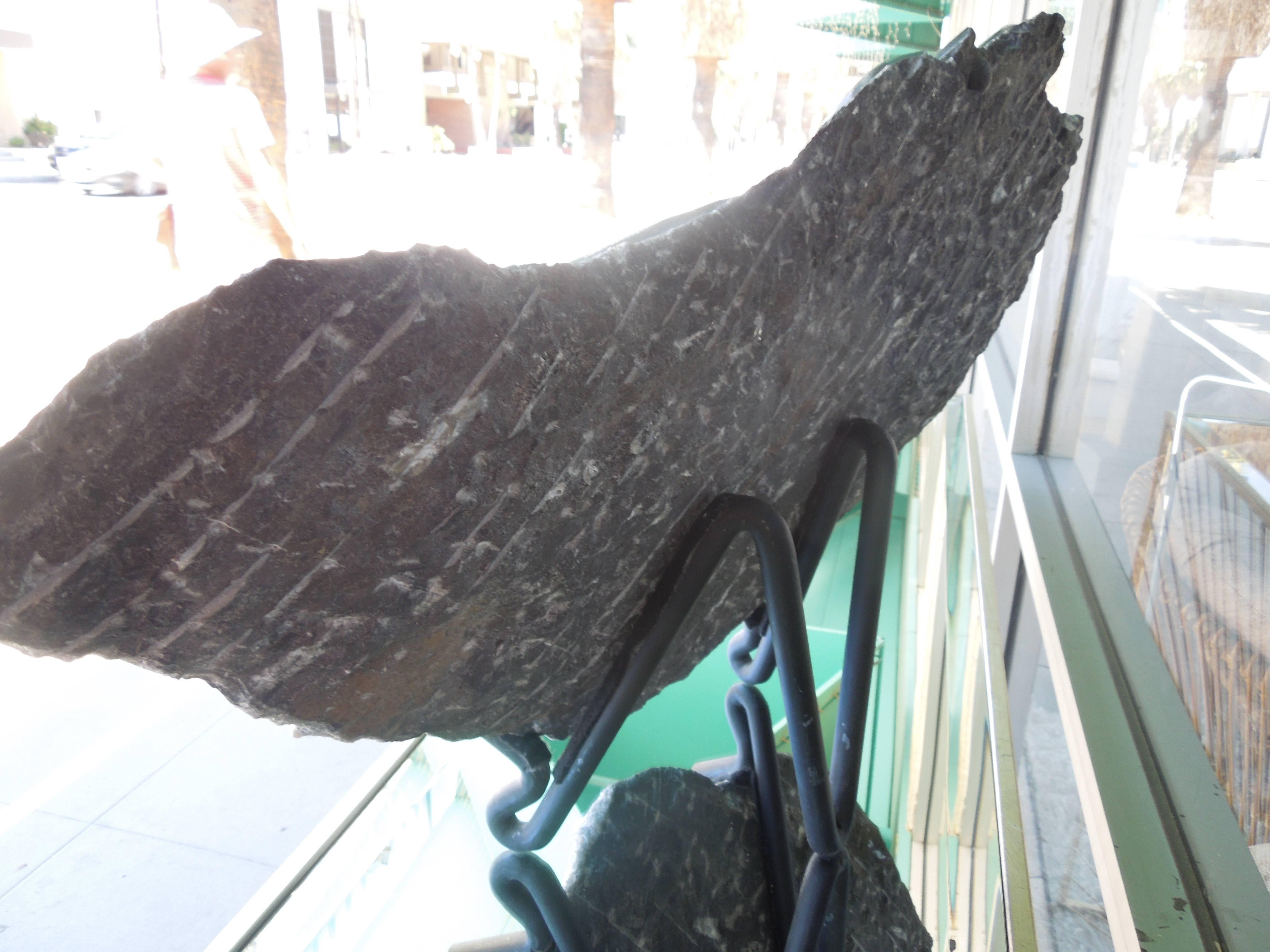 large orthoceras fossil