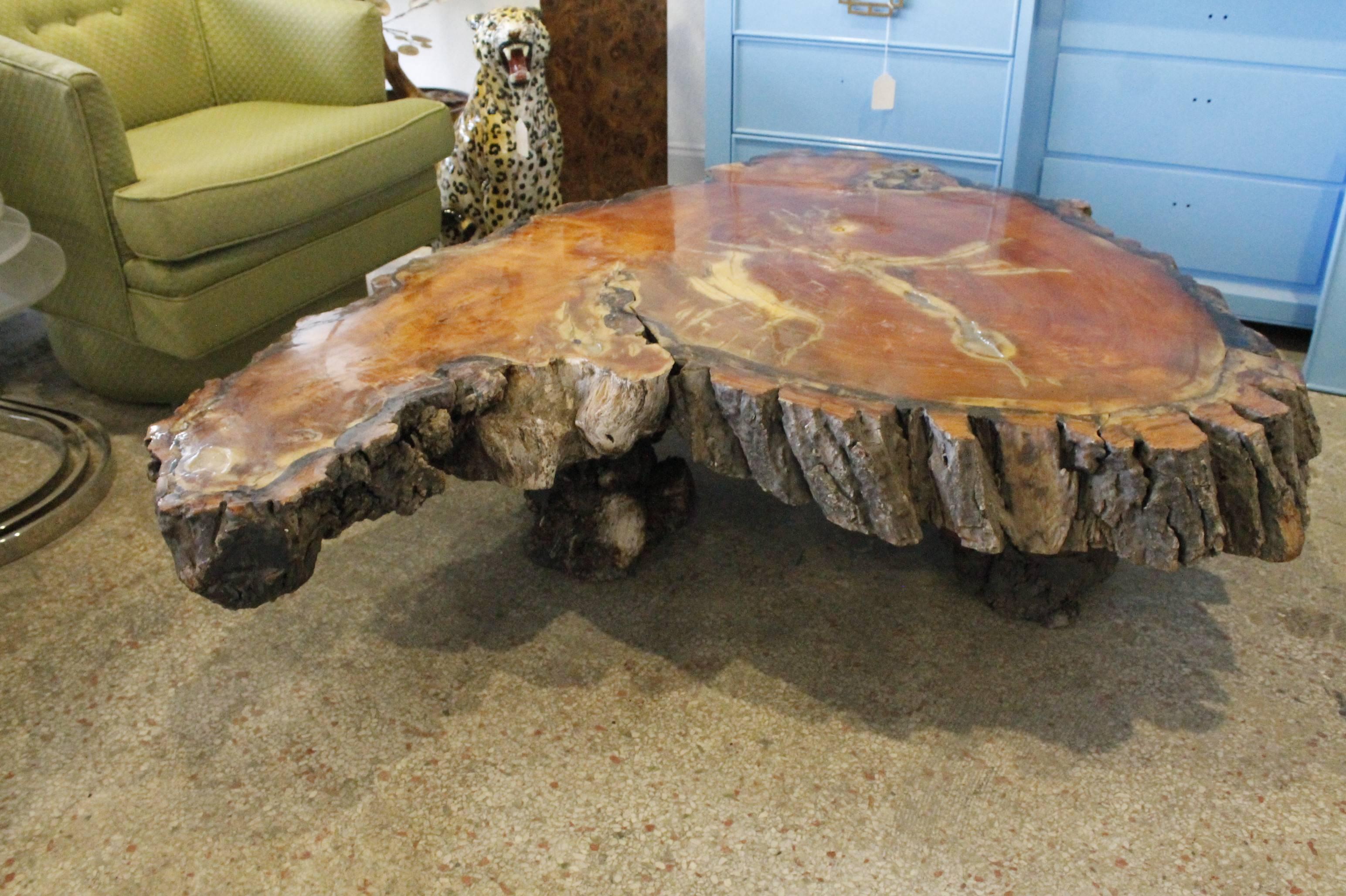 Monumental cypress trunk tree coffee table. Very large and very heavy.