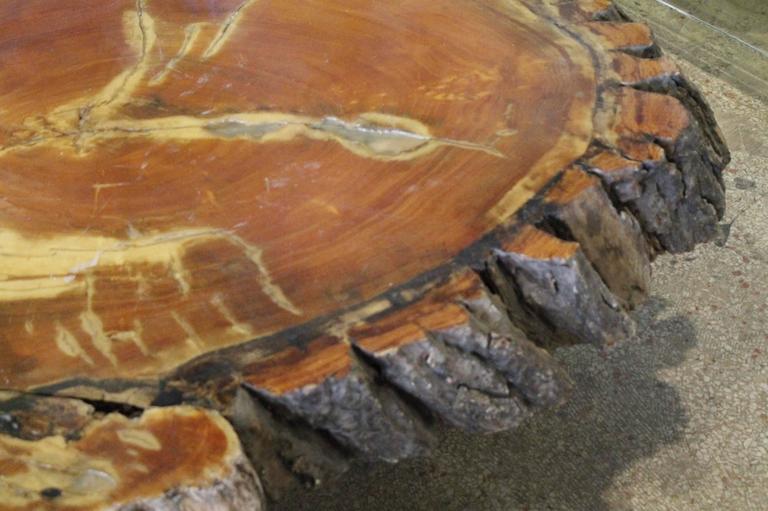 Vintage Cypress Tree Trunk Coffee or Cocktail Table For Sale at 1stdibs