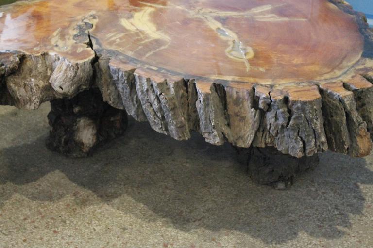 Vintage Cypress Tree Trunk Coffee or Cocktail Table For Sale at 1stdibs