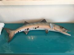 Vintage Taxidermy Barracuda Fish Wall Mount Hanging Palm Beach