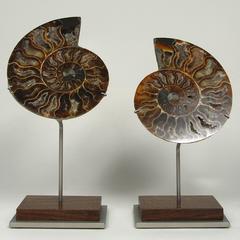 Split Fossilized Ammonite Shell