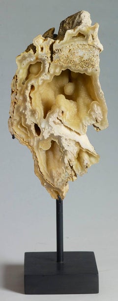 Fine Specimen of Fossilized Coral