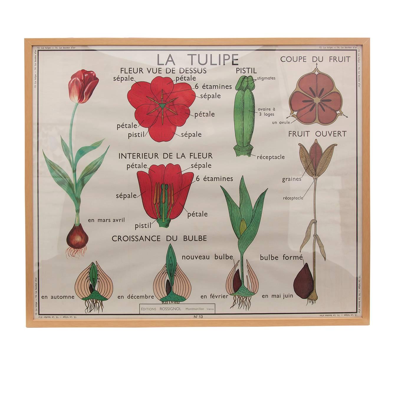 Vintage French Botanical Print in Natural Oak Frame, 1 of 2 For Sale