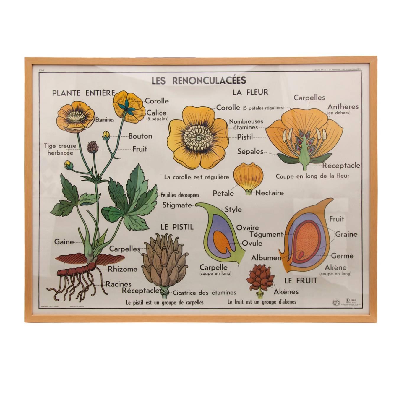 Vintage French Botanical Print in Natural Oak Frame, 2 of 2 For Sale