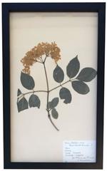 Herbiary in Black Shadow Box Frames