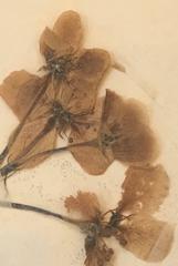 Herbiary in Black Shadow Box Frame