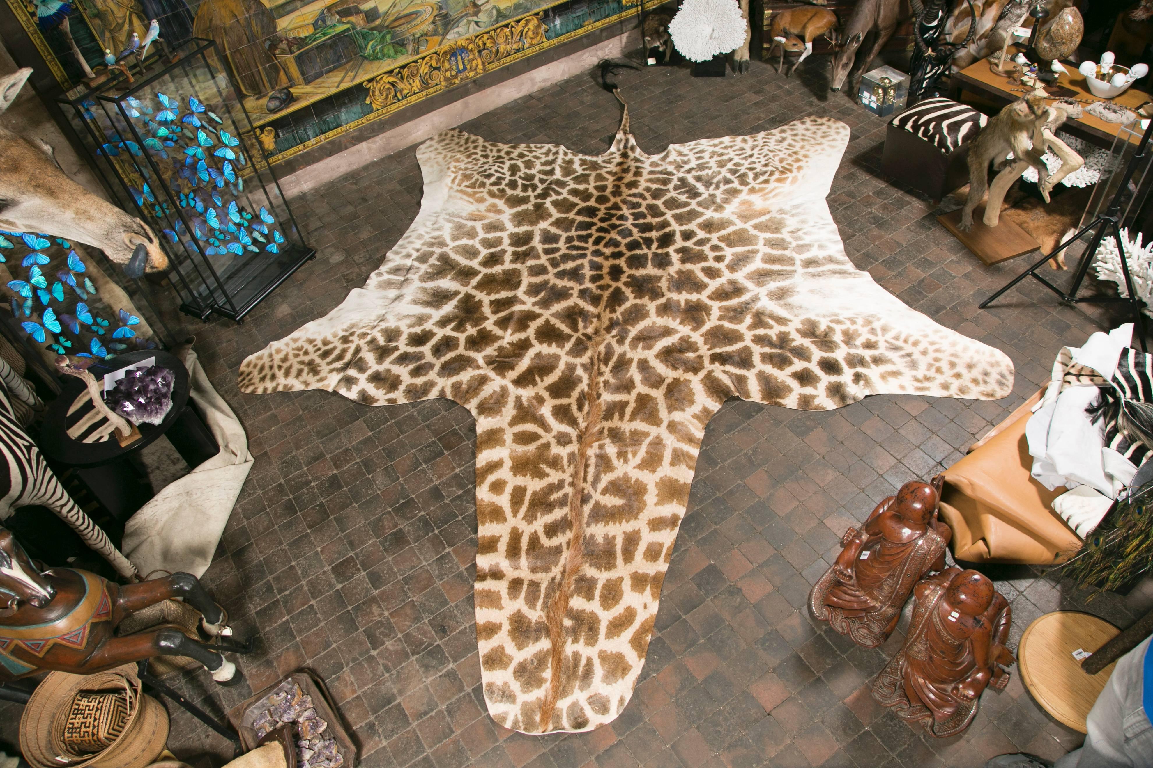 Giraffe skin Giraffa camelopardalis, Africa.
The Giraffe skin is very rare to find and hardly ever come onto the market.
Giraffa camelopardalis is an unprotected species.
Measurements: 480 cm x 352 cm.
    