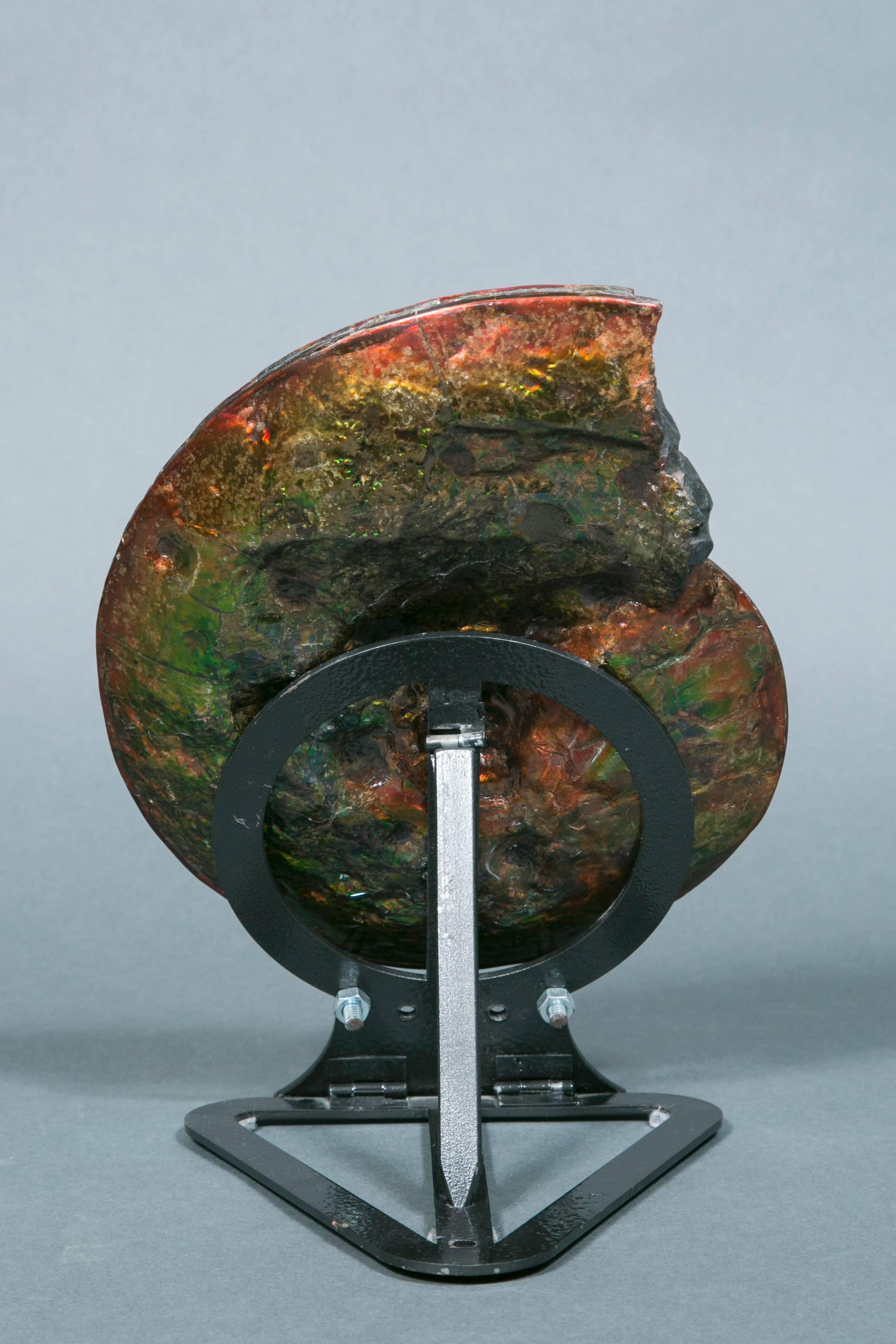 18th Century and Earlier Exceptional Ammonite Fossil from Canada