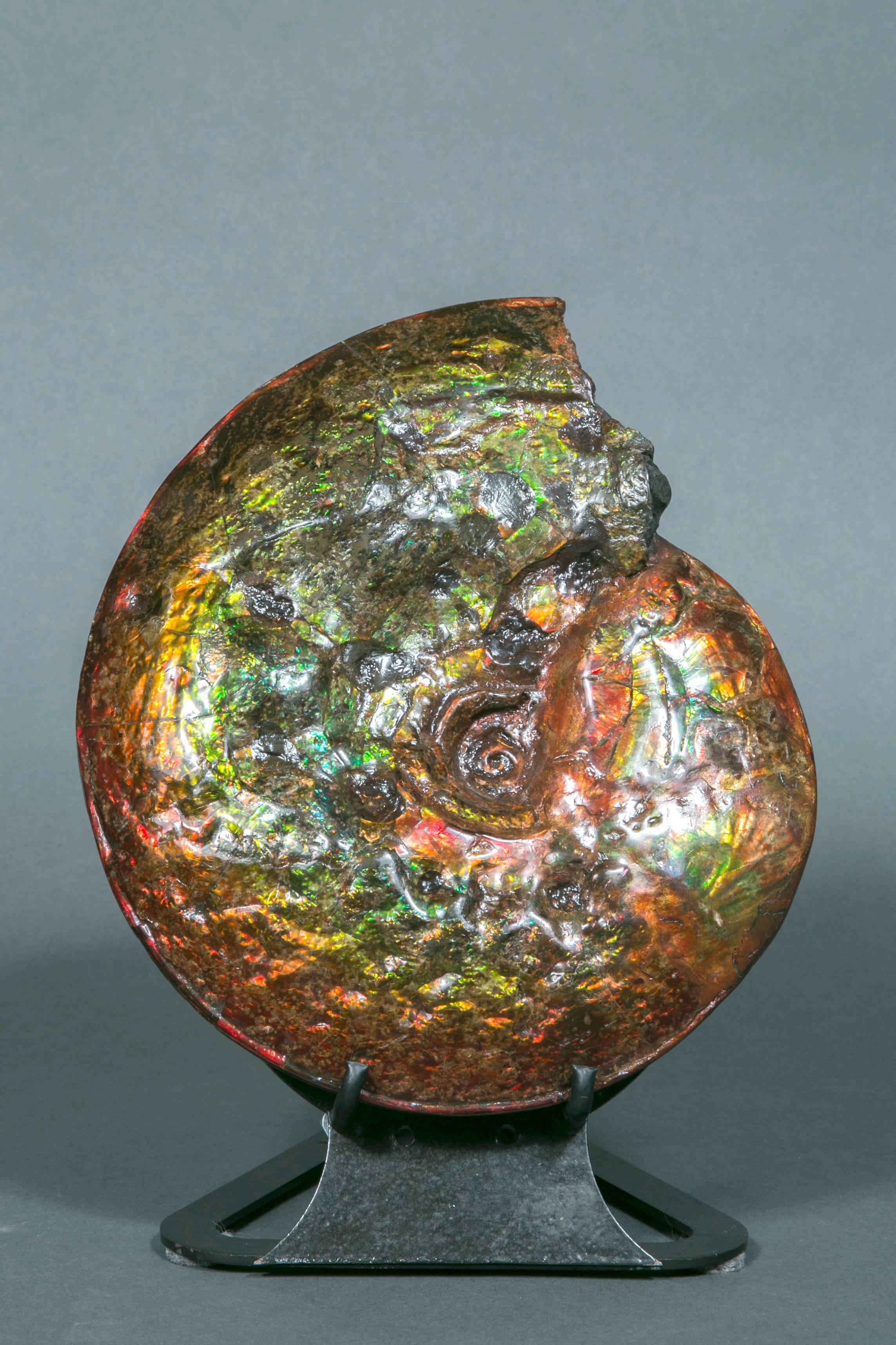Exceptional Ammonite Fossil from Canada 1
