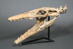 Fossil Skull of Halijsaurus on a Stand