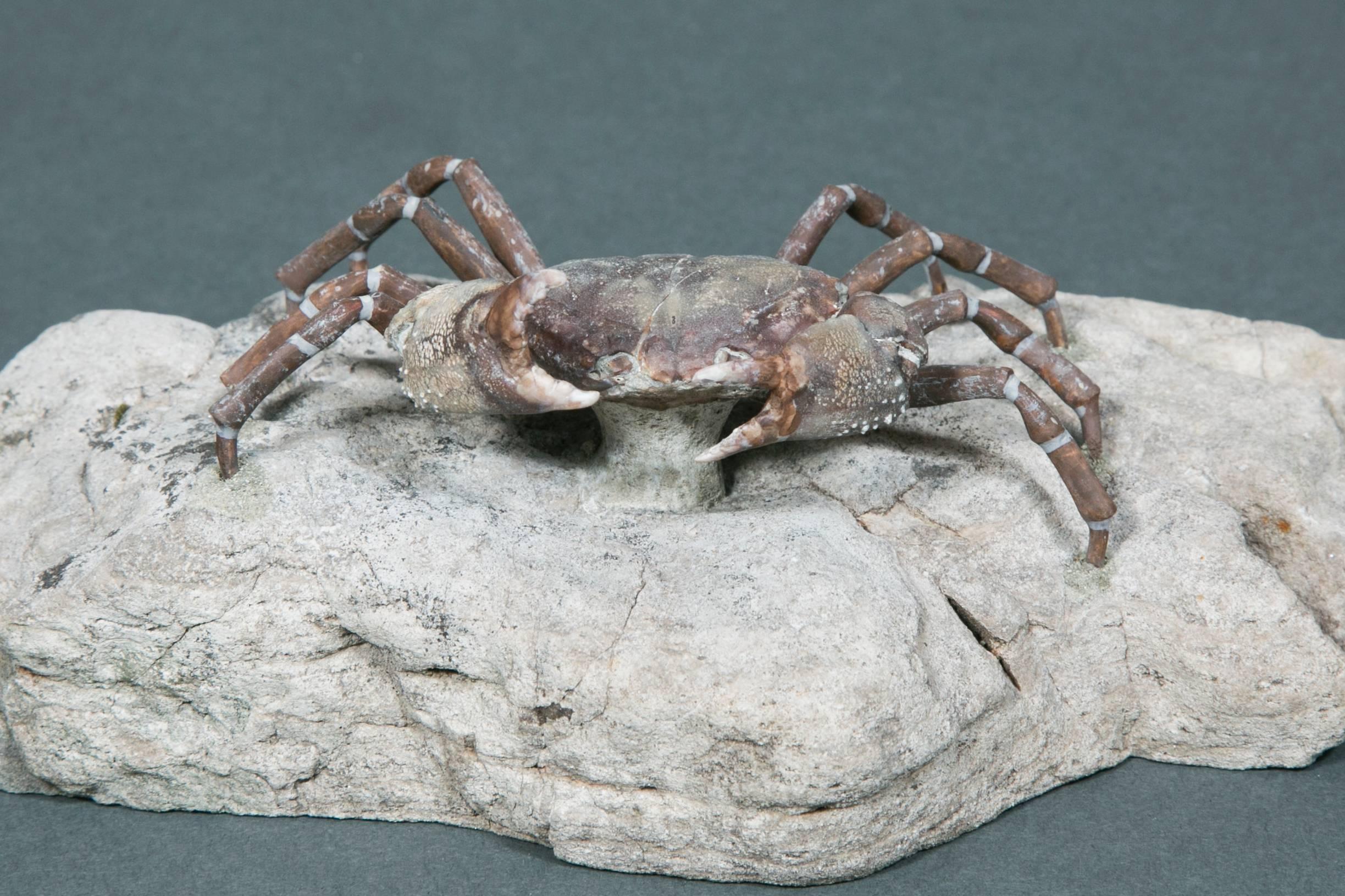Fossil crab free from its matrix, Galene granulifera, Pliocene, Hsinchu- Hsien, Taiwan.
Overall dimension: Length 22 cm x width 10 cm x height 8 cm.
 