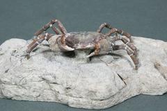 Beautiful Fossil Crab Specimen, Pliocene, Taiwan