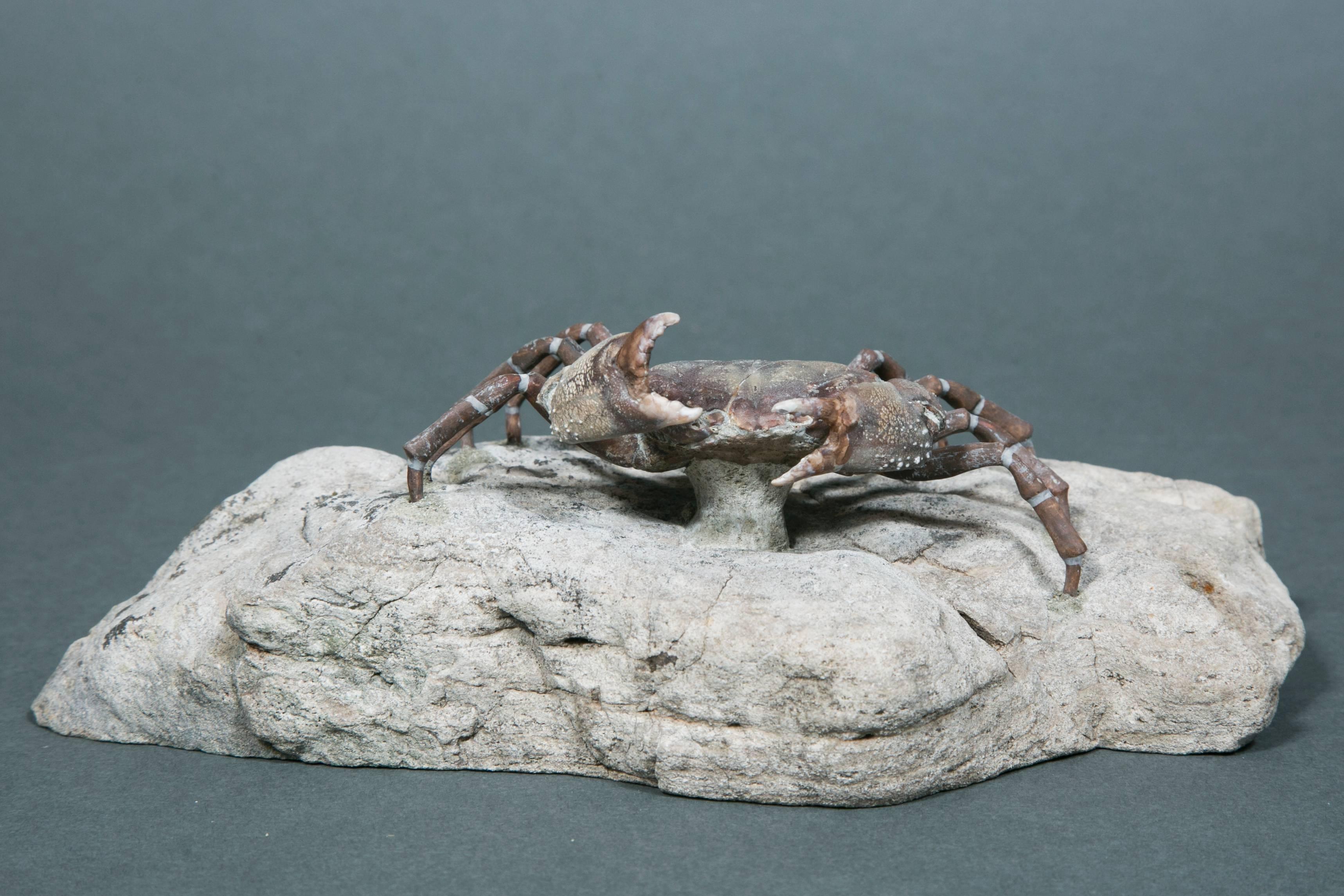 Beautiful Fossil Crab Specimen, Pliocene, Taiwan In Good Condition For Sale In Saint-Ouen, FR