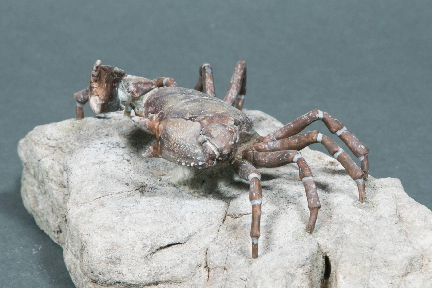 18th Century and Earlier Beautiful Fossil Crab Specimen, Pliocene, Taiwan For Sale