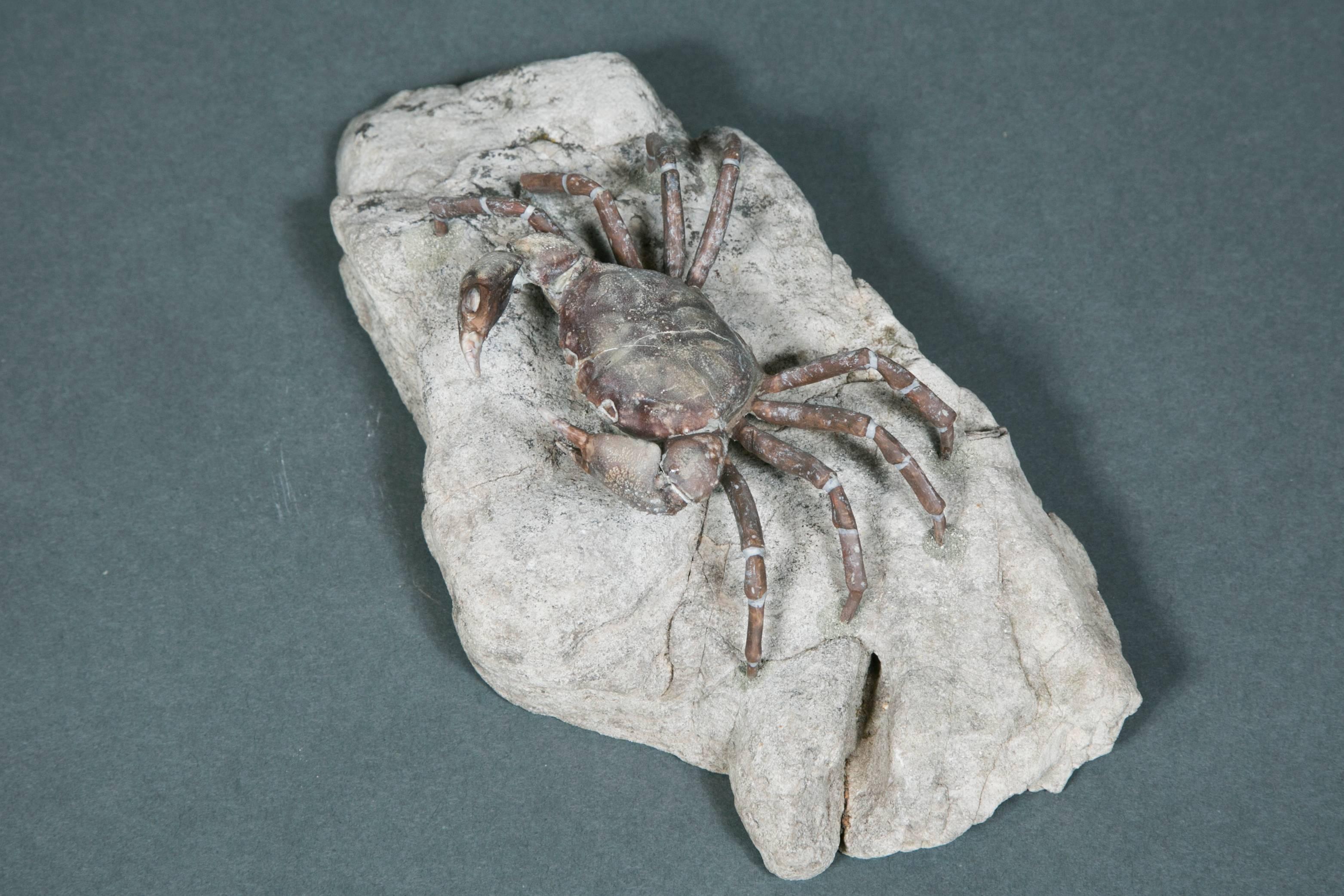 Beautiful Fossil Crab Specimen, Pliocene, Taiwan For Sale 1