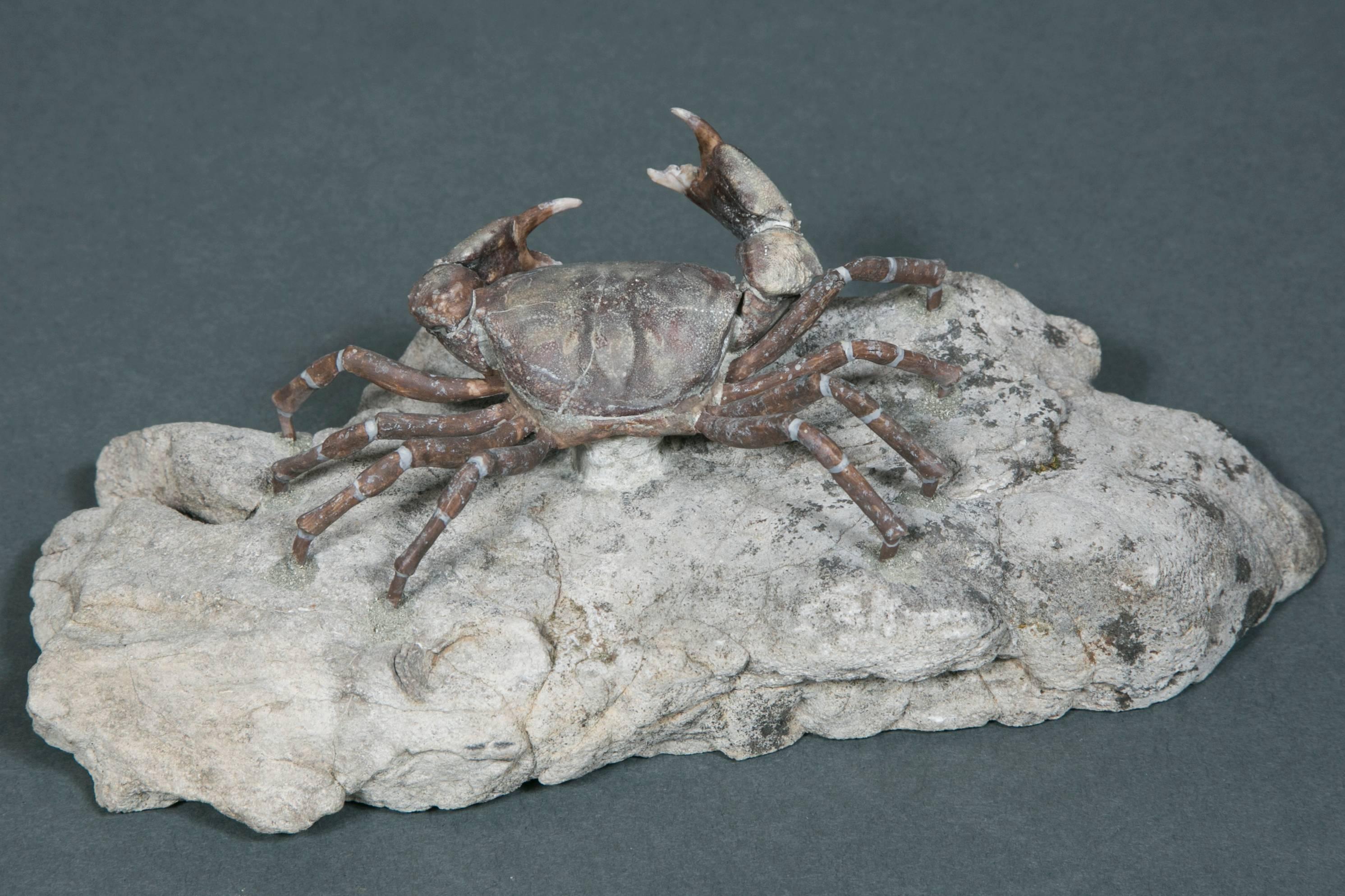 Beautiful Fossil Crab Specimen, Pliocene, Taiwan For Sale 2