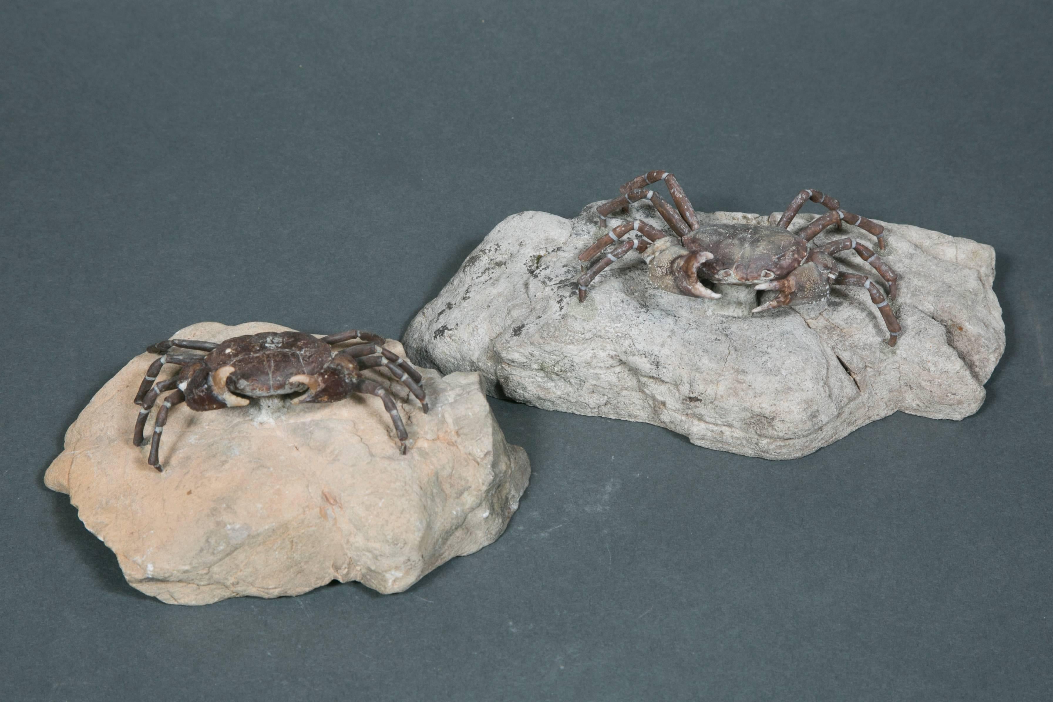 Beautiful Fossil Crab Specimen, Pliocene, Taiwan For Sale 3