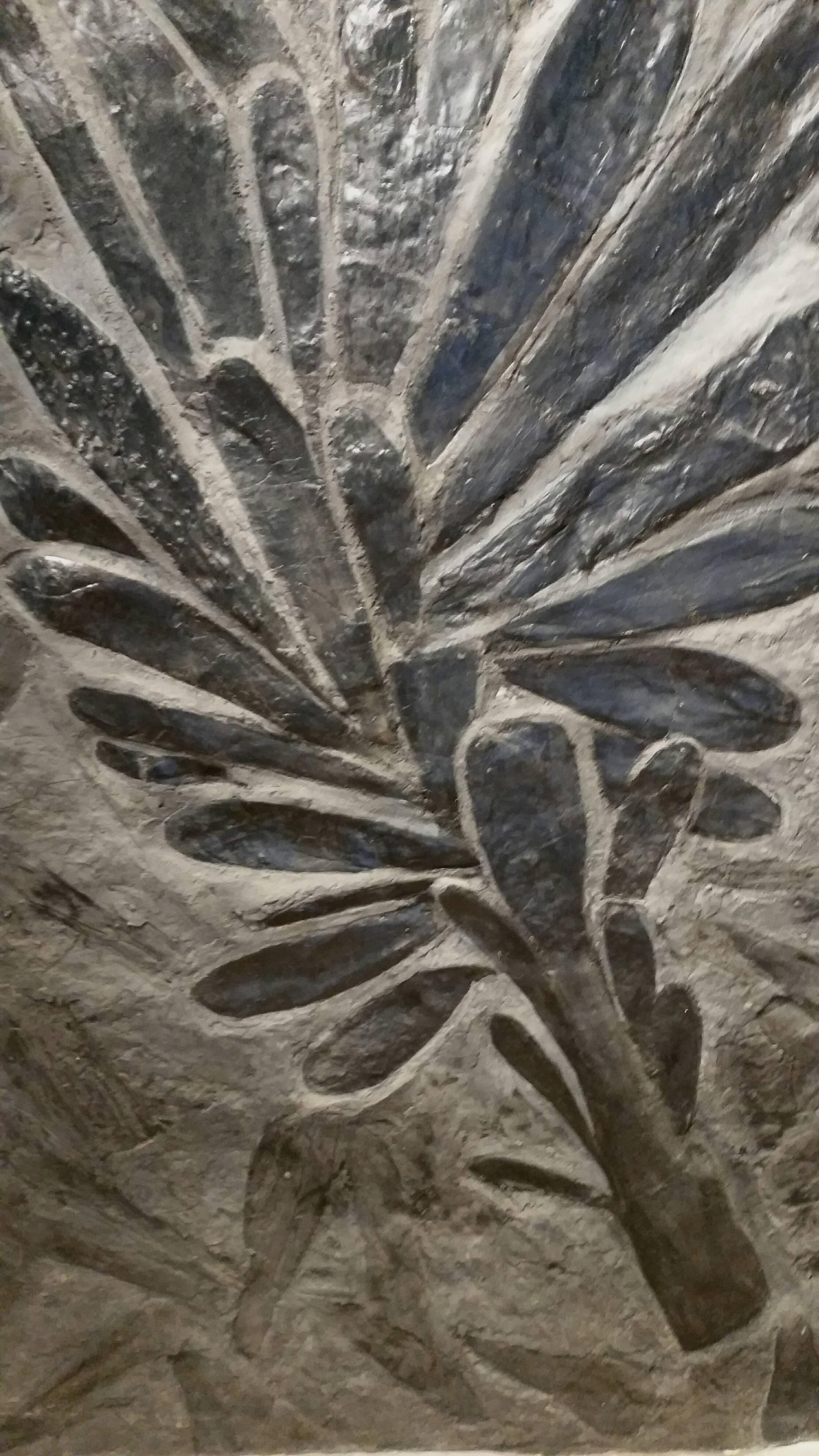 Rare and exceptional entire frond imprint of a fossilized fern tree on coal shale.
Cordiales lingulatus.
Monceau-les-Mines, France - Carboniferous 359-299 million years, Paleozoic geological system.
165 x 90 x 3 cm.
    