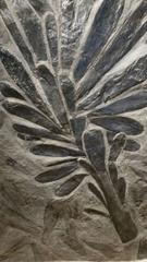 Exceptional Fossil Fern Tree, Monceau Les Mines, France
