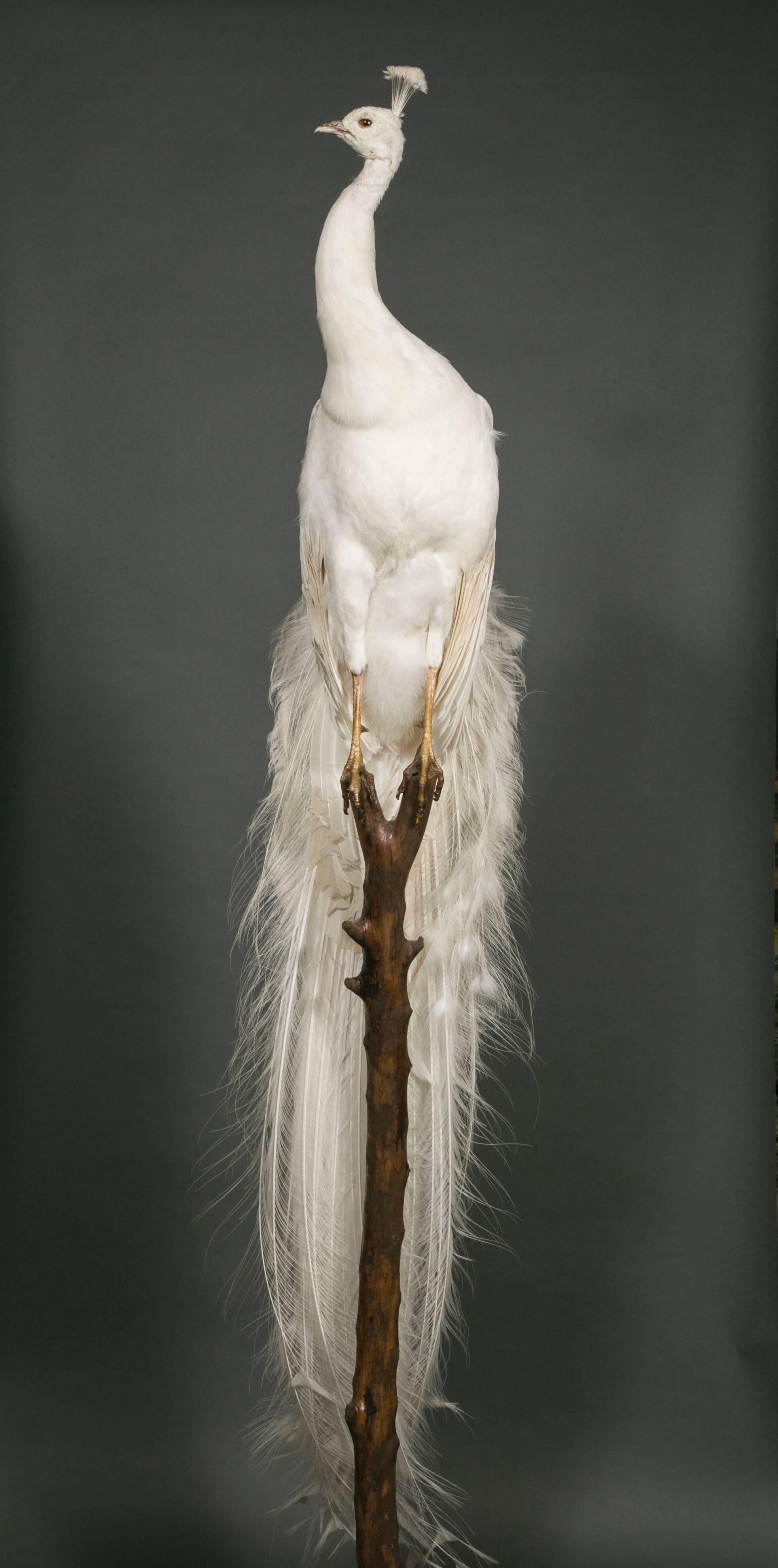 French Beautiful White Peafowl Pavo Cristatus Mutation Alba, Naturalized