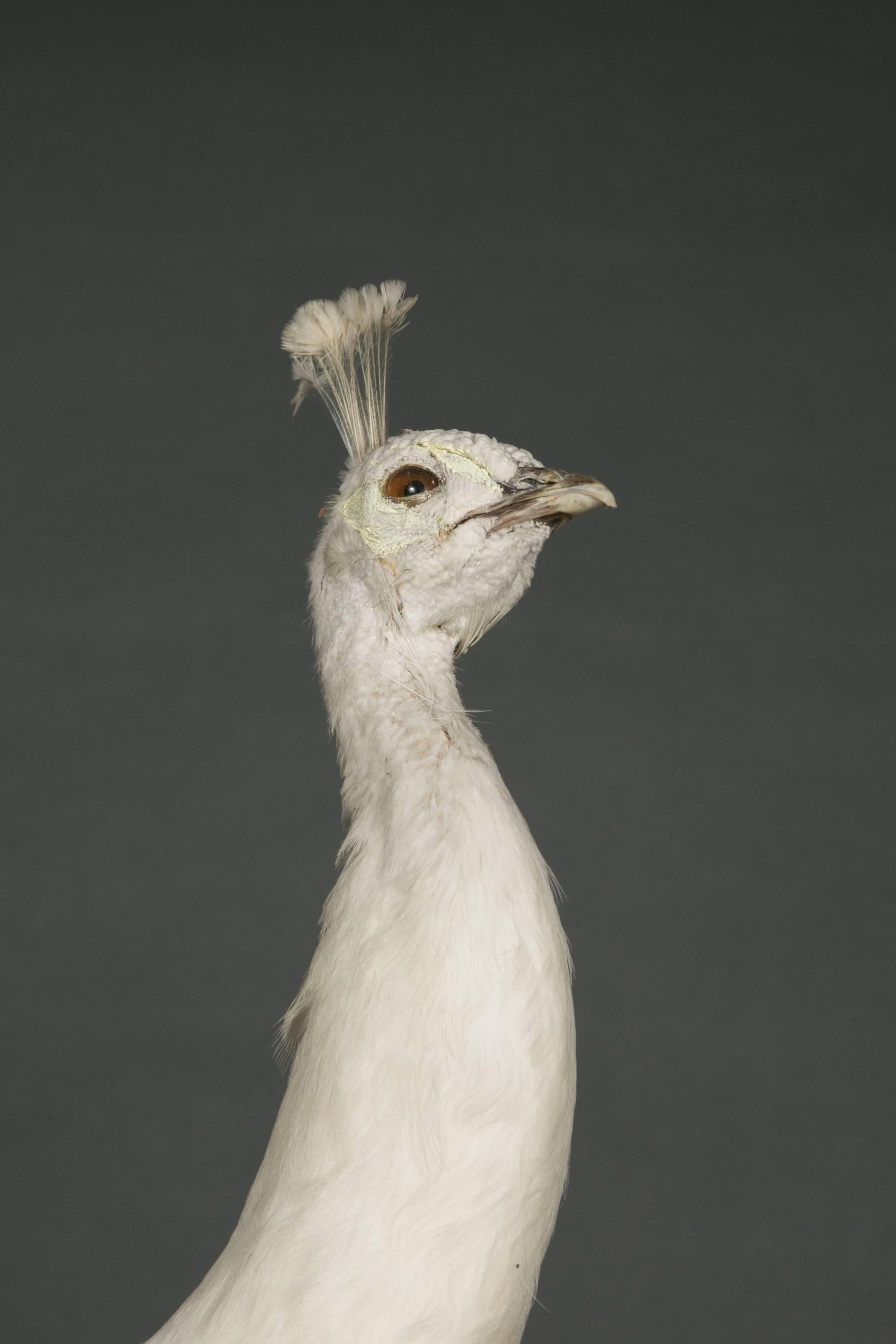 Contemporary Beautiful White Peafowl Pavo Cristatus Mutation Alba, Naturalized