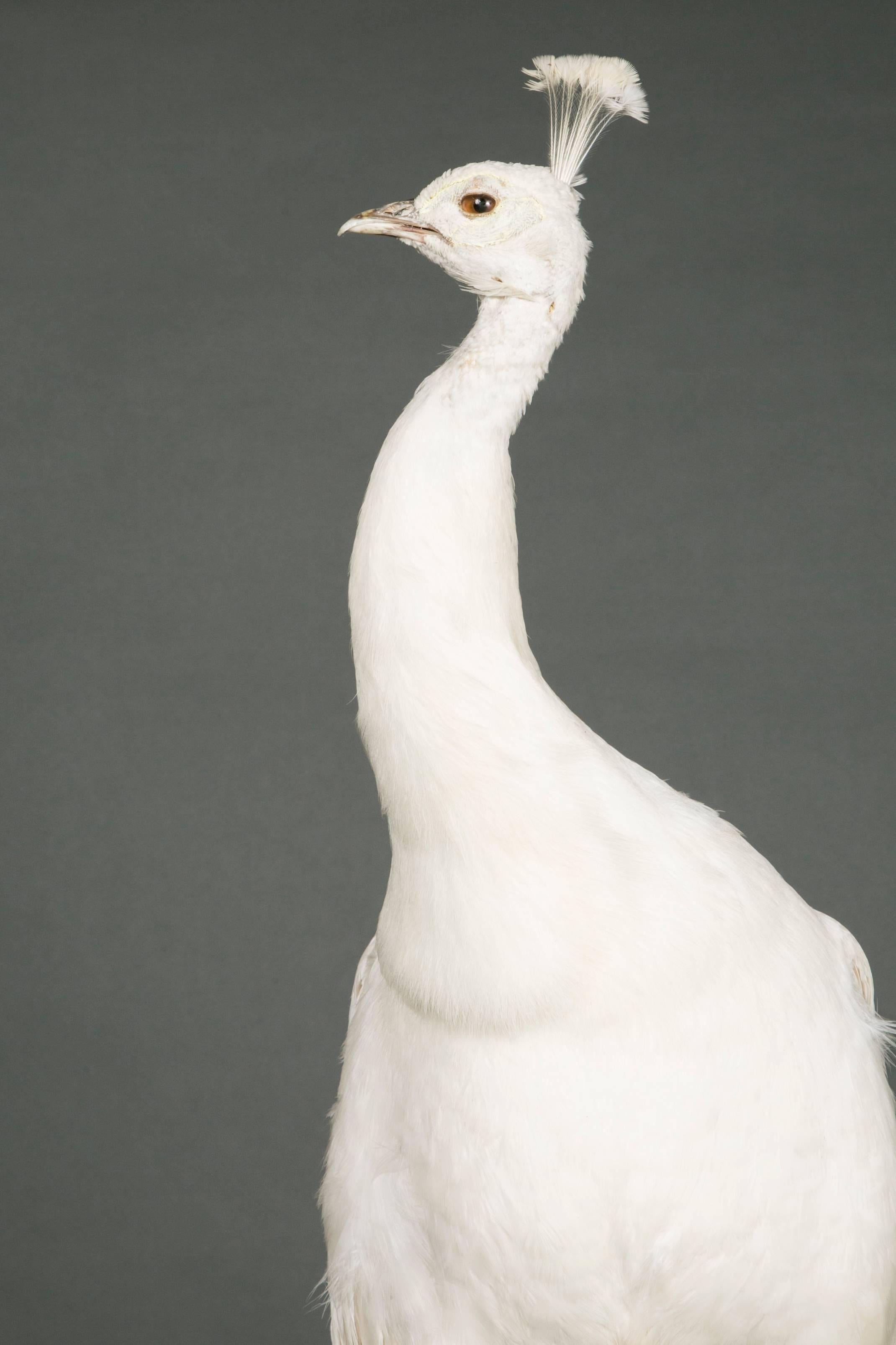 Beautiful White Peafowl Pavo Cristatus Mutation Alba, Naturalized 1