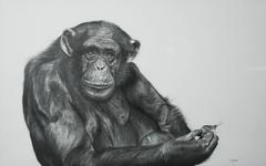 Chimpanzee and Grasshopper Graphite Drawing by François Gruson, 2011