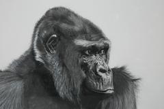 Gorilla Head Graphite Drawing by Francois Gruson, 2011