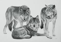 Wolves Graphite Drawing by François Gruson, 2011