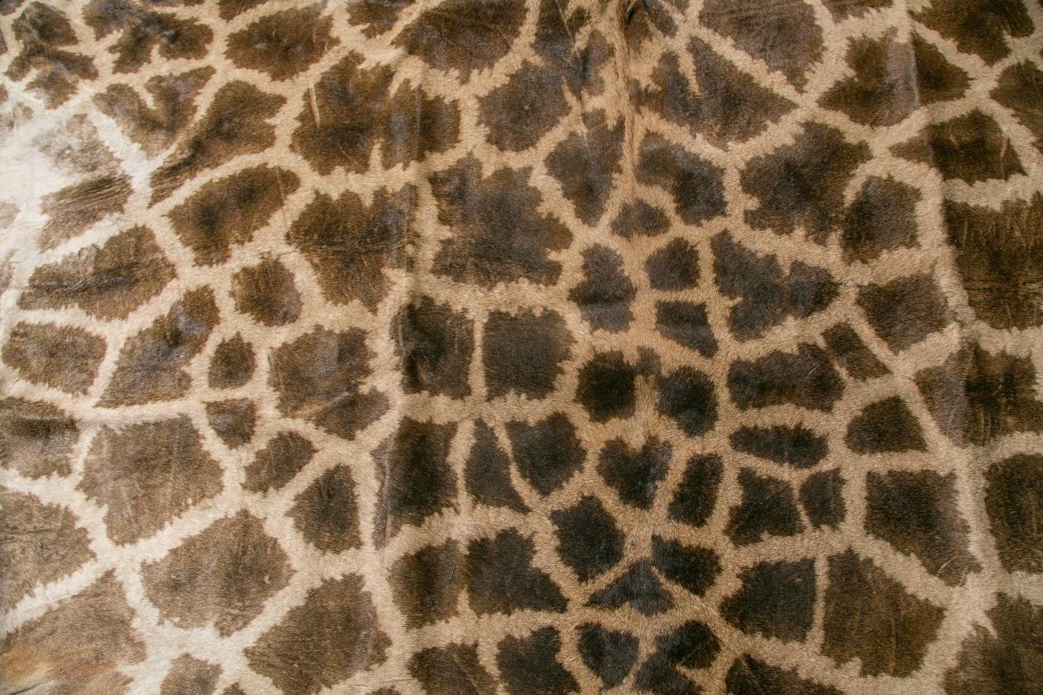 Authentic and Beautiful African Giraffe Skin Rug For Sale at 1stdibs