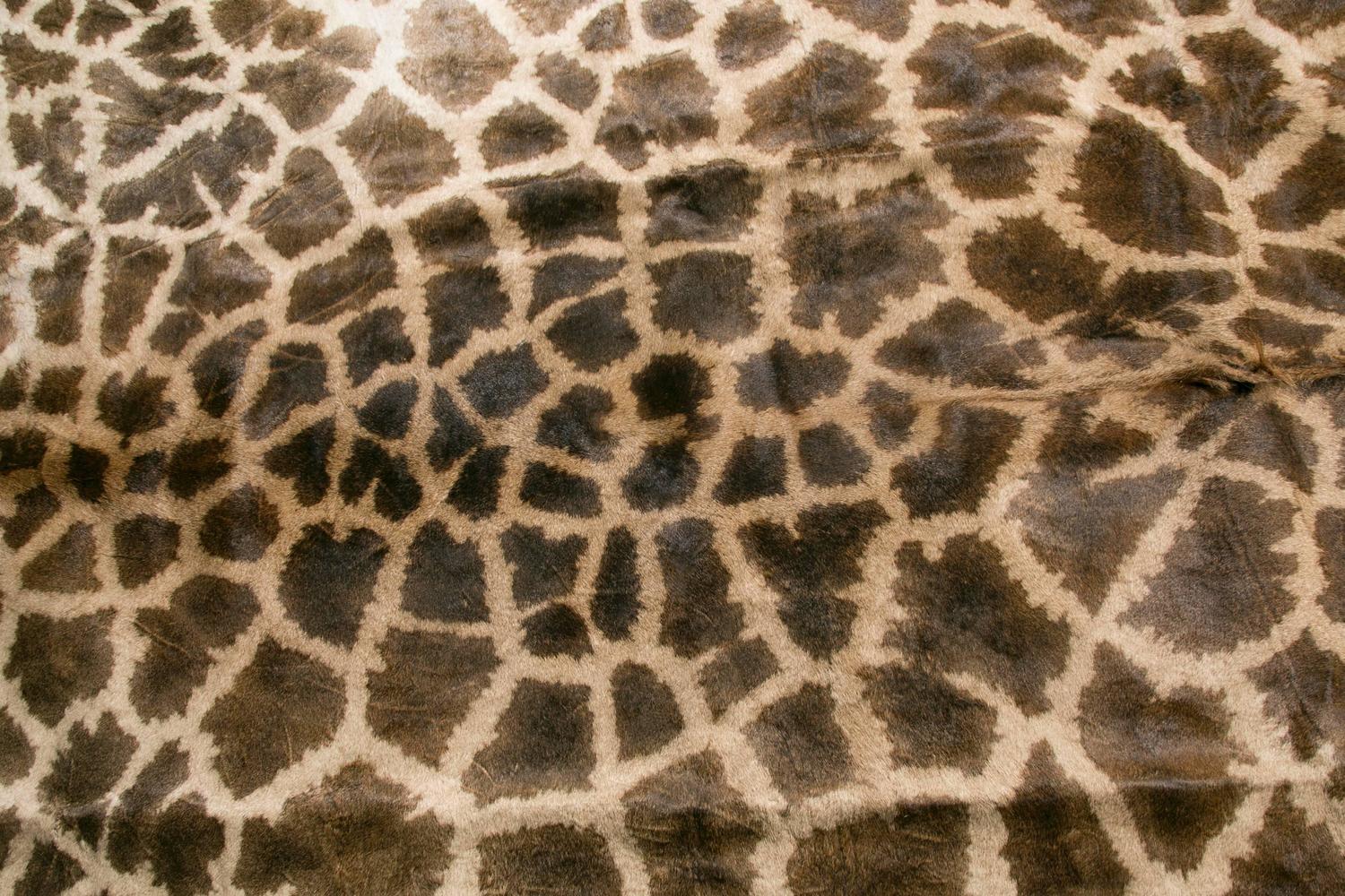 Authentic and Beautiful African Giraffe Skin Rug For Sale at 1stdibs