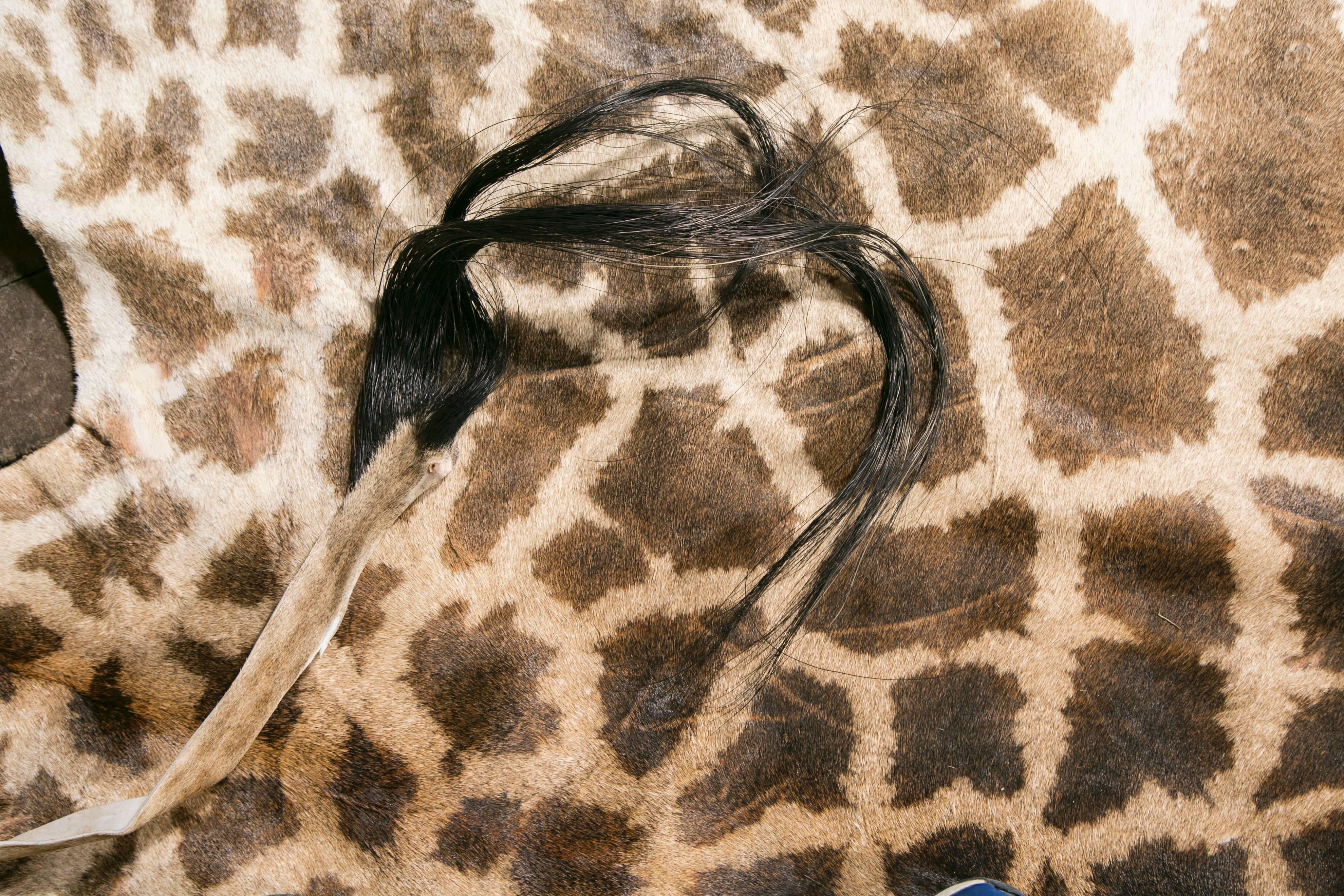 South African Authentic and Beautiful African Giraffe Skin Rug For Sale
