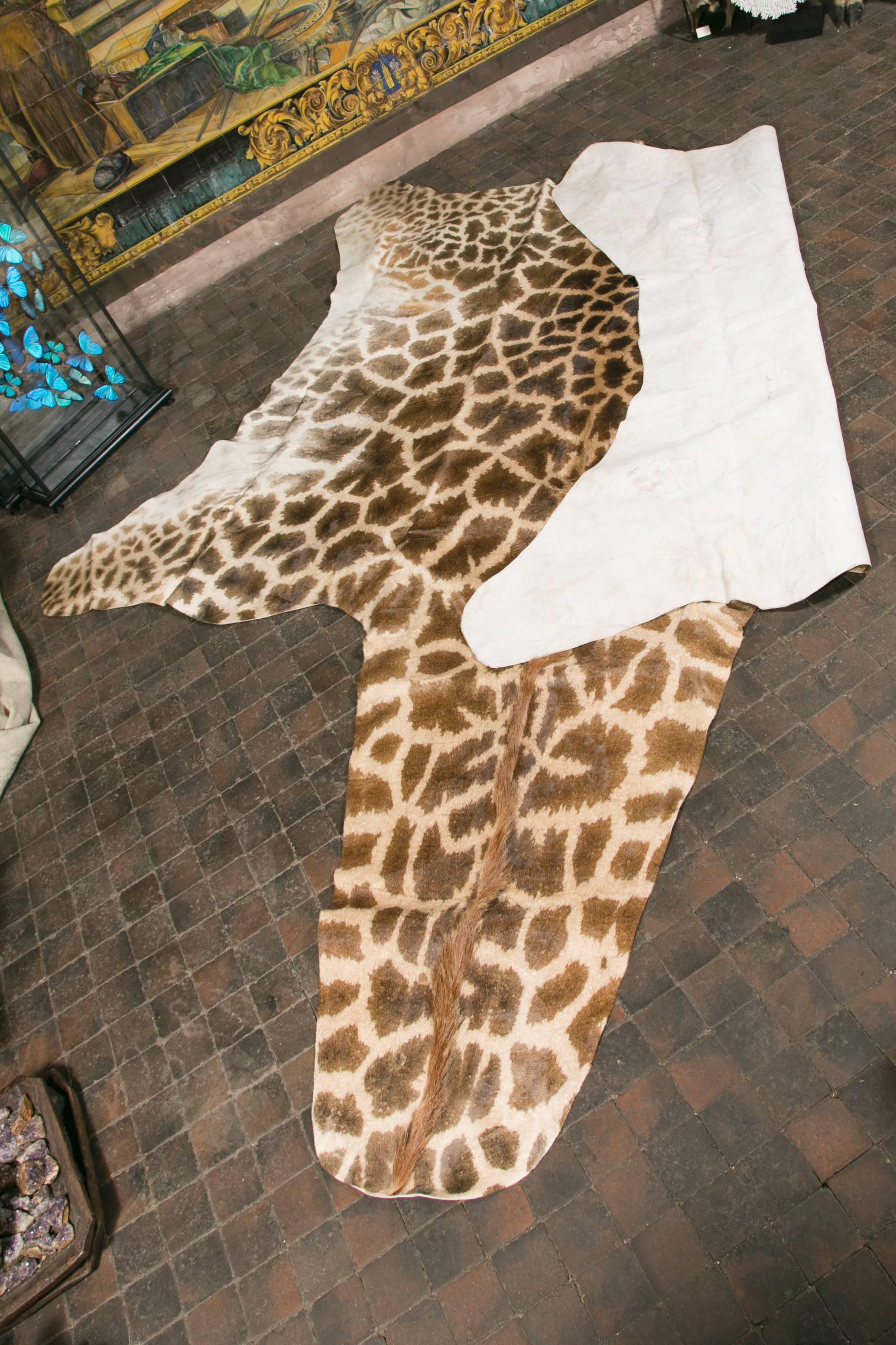 Authentic and Beautiful African Giraffe Skin Rug In Excellent Condition For Sale In Saint-Ouen, FR