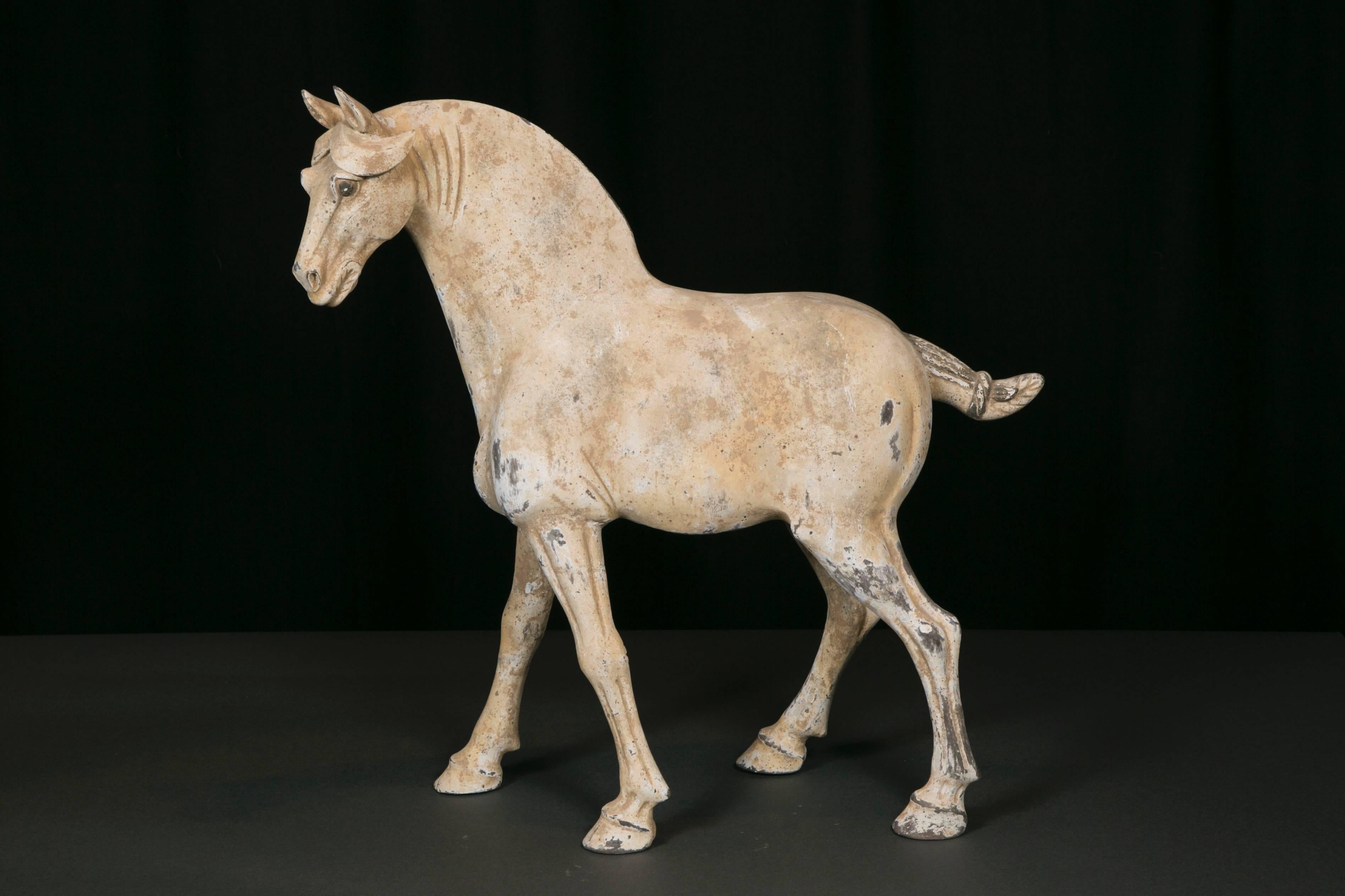 Very beautiful terracotta horse dating from the Tang dynasty (AD 618- AD 907).
Good condition of conservation, with the exception of a small lack and a restoration to be made at the mane's level (see photos N° 9 and 10).
Sold with TL test.
 